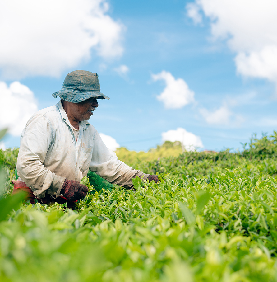 Corson Tea Estate Co.