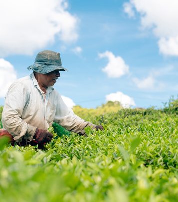 Corson Tea Estate Co.