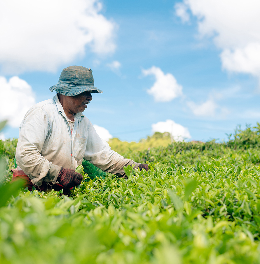 Corson Tea Estate Co.