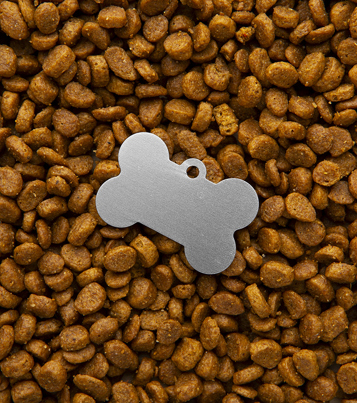 Pongo